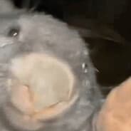 Mr Bóbr