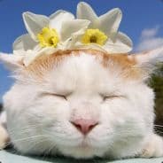 杨千幻