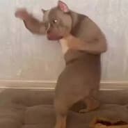 Dog Trainer