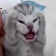 Suis