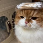 坏猫