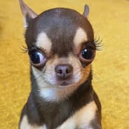 Babitzu
