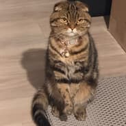 Dinadawr
