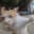 Marcella-